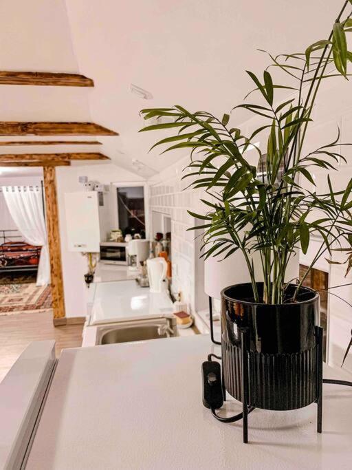 Apartament Yard Studio Rasnov Zewnętrze zdjęcie